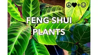 FENG SHUI PLANTS
