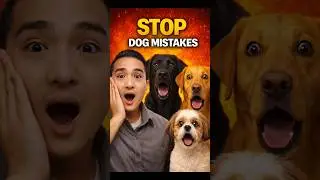 😱STOP!🛑 DOG MISTAKES🤦 Your dog doesn&rsquo;t listen. because you skipped THESE commands.Train this first 👇