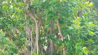 Удивительное дерево🌳 баньян