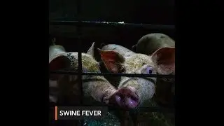 African swine fever now in Philippines