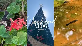 Weekend Vlog | Exhibition, Lily Pond Cleaning & Grocery Shopping 🛍️ 🪷🐠