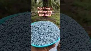 Pupuk perangsang buah sawit lahan gambut #yusrilsawit #sawit #perawatankebunsawit #pemupukansawit