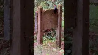 Lock This Bird Up!