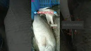 I have never seen such a big coral fish before.#viral#shorts#coral#fish#beautyfull#mungilbyabubakkar
