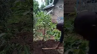 Best management of Hass avocado trees to protect the stem from rotting