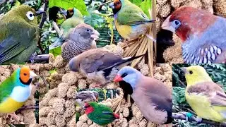 Finches Bird | Bird Aviary Outdoor | gouldian finch, finches and softbills