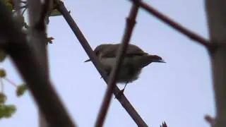 Common chiffchaff 20150521 Tiltaltti 1