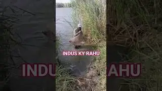 big Rahu of Indus river||Sindh ke shikari
