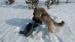 Куки 2 ))) Cookie Om nom nom