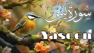 Surah Yaseen |Yasin|  || Ep - 217  || By Shams ul islam | سوره 55 رحمن |  Recitation |