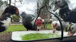 Ducks Fighting for Food | Hungry Ducks