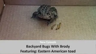 Eastern American Toad