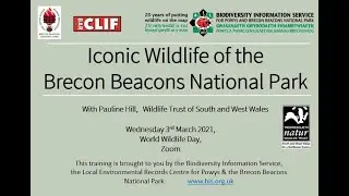 Iconic Wildlife of the Brecon Beacons National Park