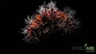 A pfaffenhut sea urchin (Tripneustes gratilla) at the Berlin Aquarium.