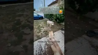 Bizarre 🤔 #chien #animaux #animauxdecompagnie #husky #educationcanine #huskydog #chienheureux
