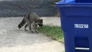Canine Distemper Infected Raccoon Warning, October 2017 North/West Columbus area of Ohio
