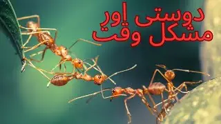 Dosti or Muskhil Wakat By Dreams Land | Ant Story | Tale | Cartoons