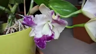 为何这株卡特兰五个月复花了This Catt intermedia var aquinii coerulea re-flowered after five months; let's see why.