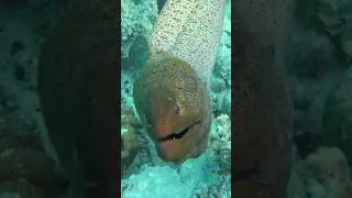 Мурка.#morayeels #giantmorayeels #underwater #tropical #snorkeling #vitaliy6447 #animals #Fish #Sea