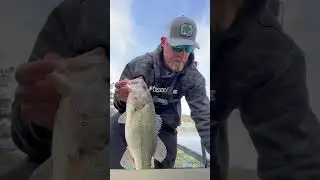 How to tell the difference in a spotted bass vs a largemouth #shorts