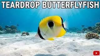 Incredible Close-Up of Teardrop Butterflyfish in Vibrant Coral Reef Ecosystem