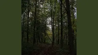 Driftplain