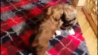 Lhasa apso The Tibetan Pride FCI