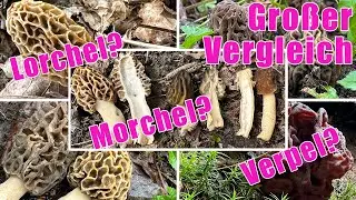 Morchel oder Lorchel? Morchel oder Verpel? Spitz- oder Speisemorchel? Pilzvergleiche im Fr&uuml;hling