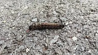 20240816 Oakworm Moth Caterpillar