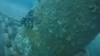 California Two-spot Octopus ( Octopus bimaculoides) | 8/23/18 Catalina Island, CA