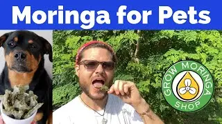 Can Moringa be Used for Pets and Animals?