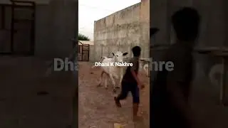 Qurbani 2022#trendingshorts #viral #youtube #youtubeshorts #angry #dhani #foryou #talagangmandi
