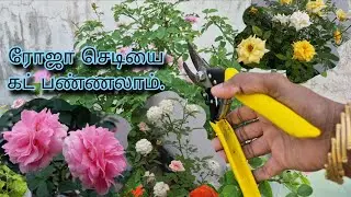 ரோஜா செடியை Trim பண்ணுவது எப்படி? #Rose #roses #gardening #garden #terracegarden #tamil 