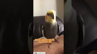 Quito, Quito bonitinho!! ❤️