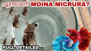എന്താണ് MOINA MICRURA / തുടക്കകാർ അറിഞ്ഞിരിക്കാൻ / MINI BETTA FARM