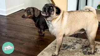 Pug Shocks His Family With Screams. Turns Out All is Good | Cuddle Buddies