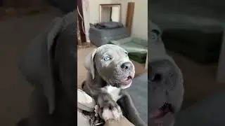 STOP Ignoring Your Dog's Eye Health - Cane Corso Owners Warned #shorts