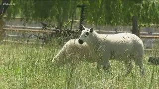 Hungry sheep help out at Wilder winery