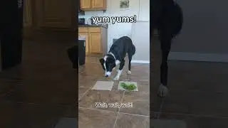 My dog's a vegan, by choice