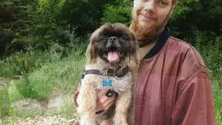 Tibetan Spaniel sofus A Trip To Yxengaard the viking village July 2020
