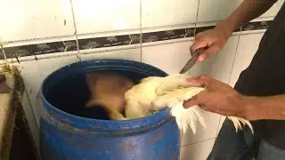 halal chicken cutting skills || cutting master || daily chicken vlog #chickenvlog #chicken #food