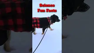 Gravity or Gravy ??!! Joke Time With Boomer The Dog 656 SHORT #shorts #dog #science