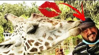 JEEP* SAFARI* ADVENTURE* ANIMALS 4X4 RUSTICOS JEEP