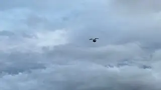 22 October ko huee kabutaro ki barsaat( 11 kabutar pakray)
