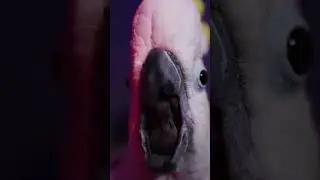 Daily Cockatoo Shorts chaotic vibe #shorts #cockatoo #ytshorts #shortsvideo #viralshorts