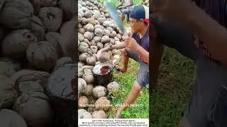 The Group Effort: Splitting Coconuts Together 🥥🔪