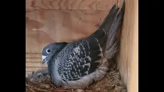 Off Color Racing Pigeons Introduction