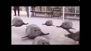 Meme launch intro