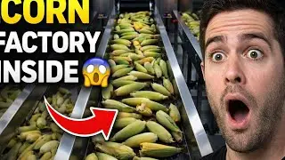 Inside a Corn Processing Factory 🌽 | How Corn Is Picked & Sorted by Machines