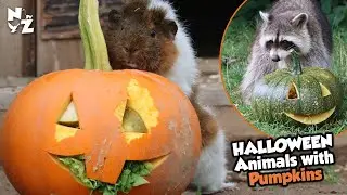 Animals given pumpkins! Exciting news! Halloween Event